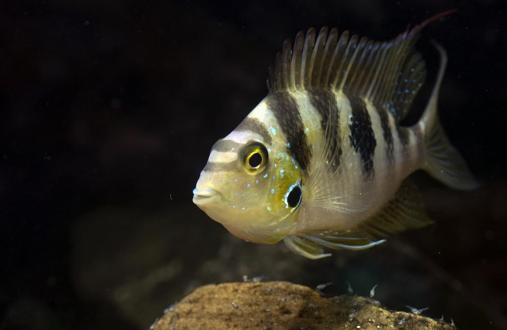 Thorichthys helleri Catazaja NVC web